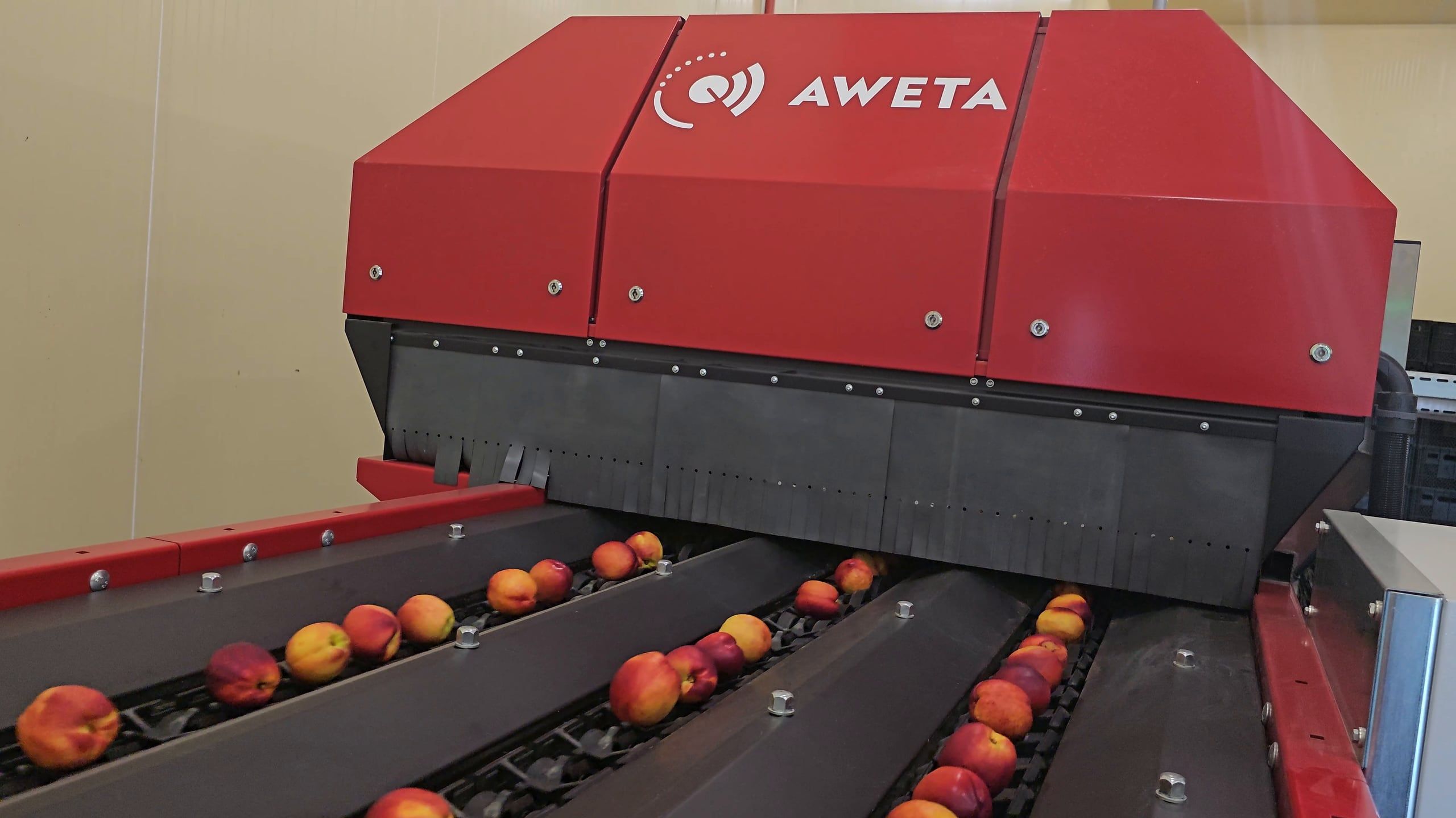 Peaches entering the Aweta optical grading line