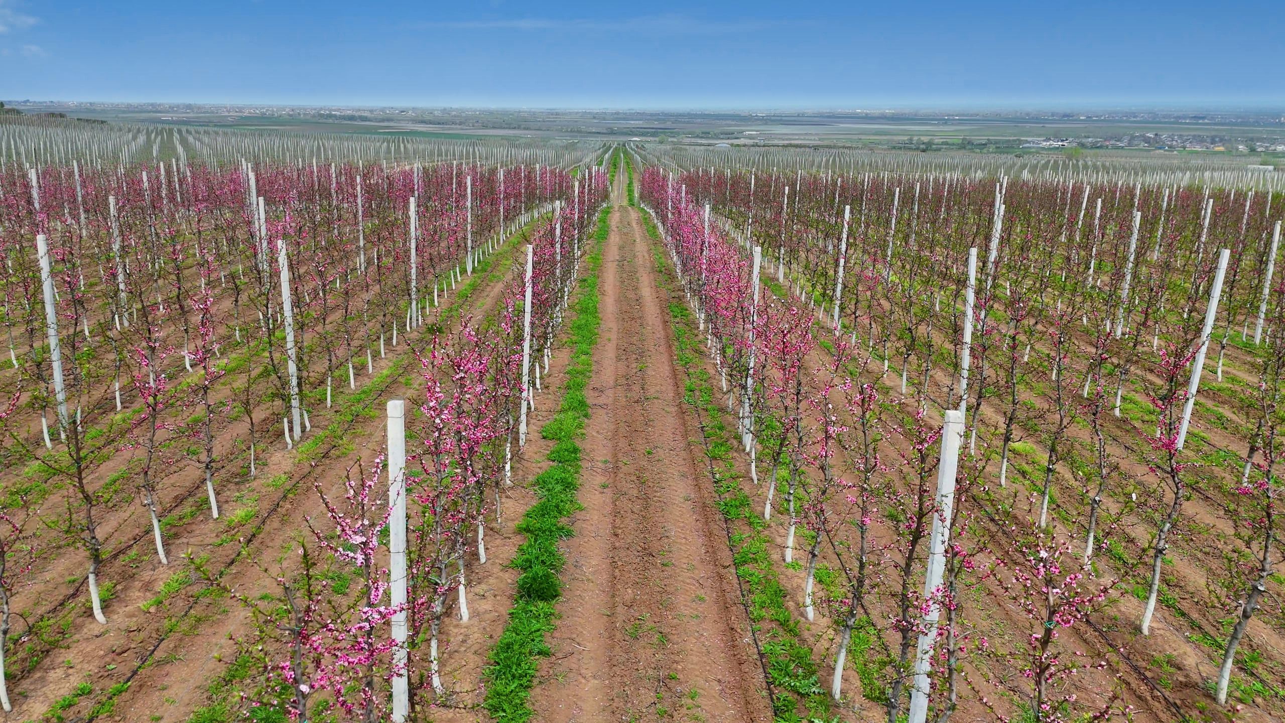 Trellis rows in blossom, seen from a drone