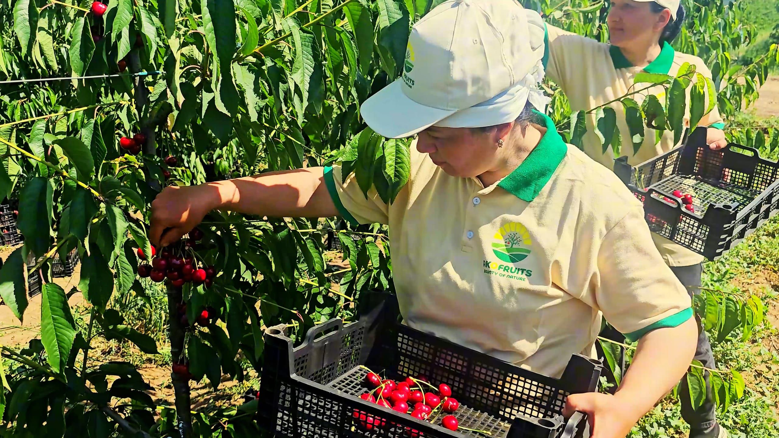 Akofruits picker hand-picking sweet cherries into a crate