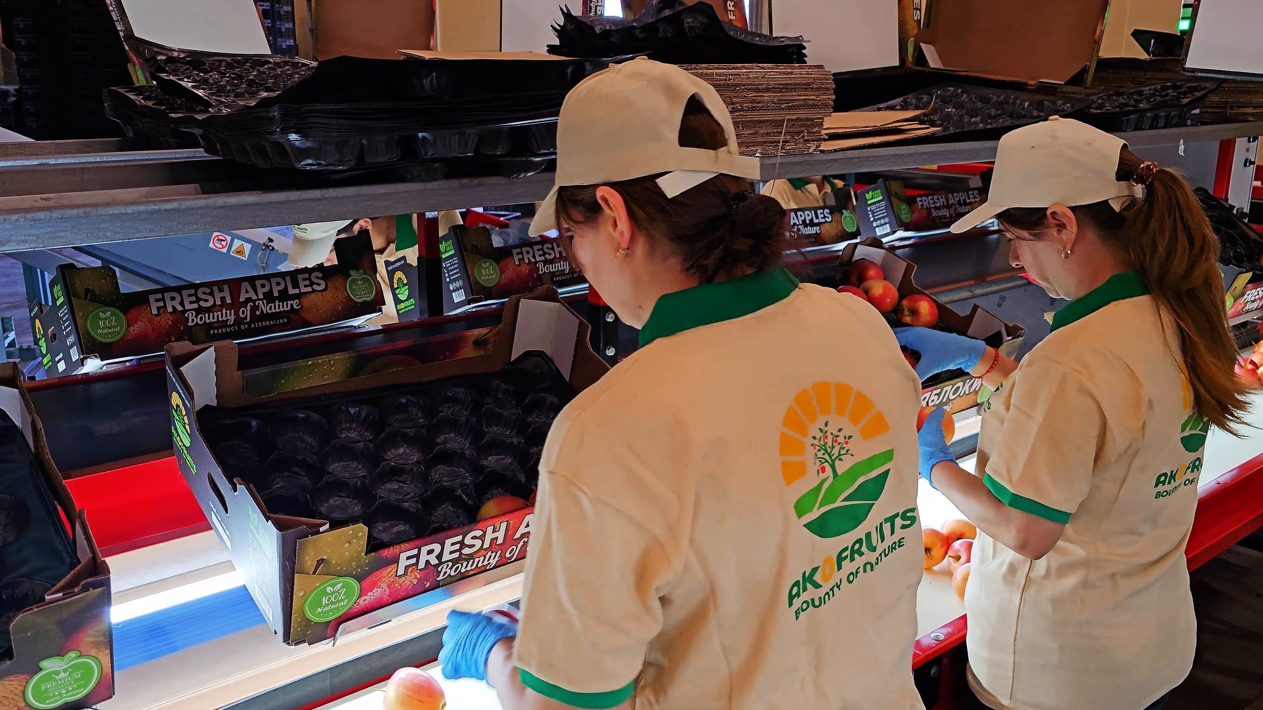 Akofruits team packing apples into trays